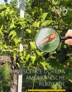 Mehr über den Artikel erfahren INFORMATION ZU FLAVESCENCE DORÈE & AMERIKANISCHE REBZIKADE